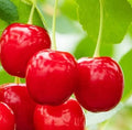 Cherry Jam 1 kg